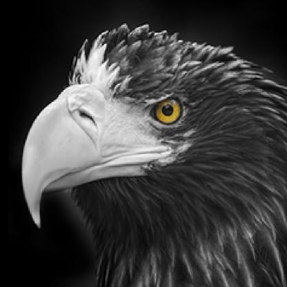 blackbird5543's avatar