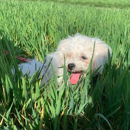 Superdoggie07's avatar