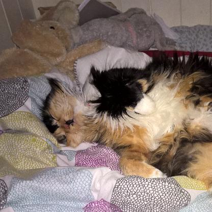 Miladyandroyal's avatar