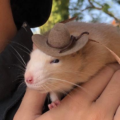ThiccRatBoi's avatar