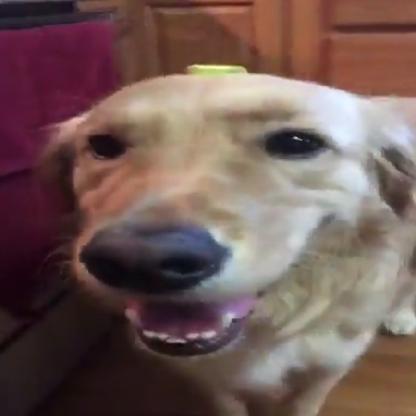 ButterDogOCE's avatar