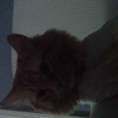 catfishbutt's avatar