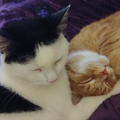 purplepluppyOG's avatar