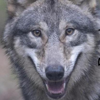 Wolfjunge93's avatar