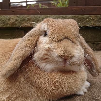 400Lux_Summer's avatar