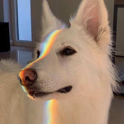 wolfiiu's avatar