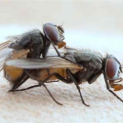 goustaromyges's avatar