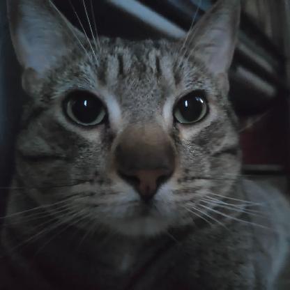 JoseLechugaz's avatar