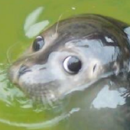 KFCValueMeal's avatar