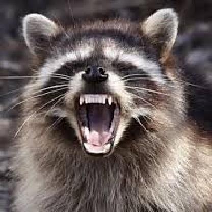 StoLeNRaCCoN's avatar