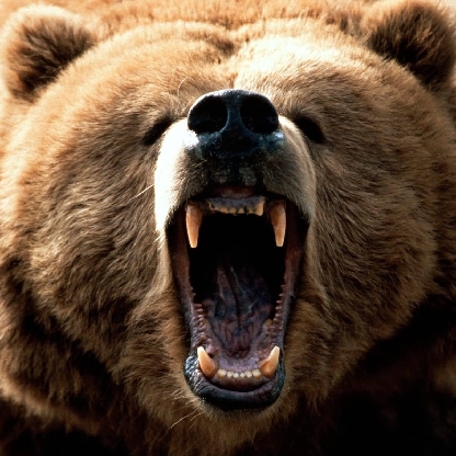 Papabear3g's avatar