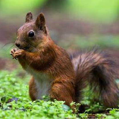 frompersephone's avatar