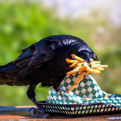 QuidPoeCrow's avatar