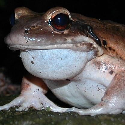 Small_Sprite's avatar