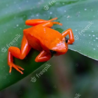 OrangeFrogQueen's avatar