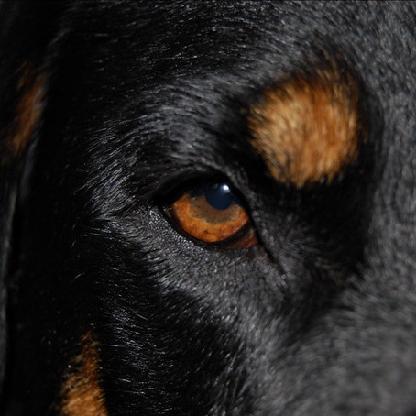 Rottwheiler's avatar