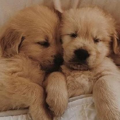 doggo_12456's avatar