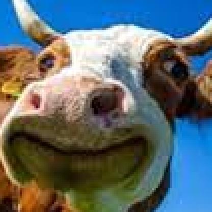 MisssterCow's avatar