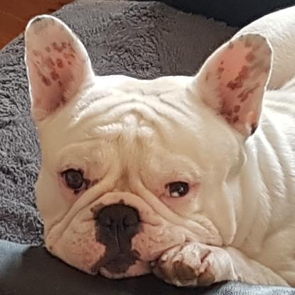 LittleShaggyDog's avatar