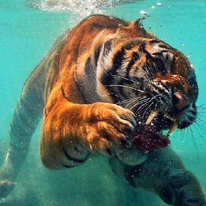 ISI_Bloodline's avatar