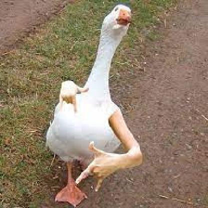 Cronologys's avatar