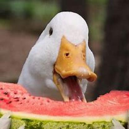 Bob_TheBullet965's avatar