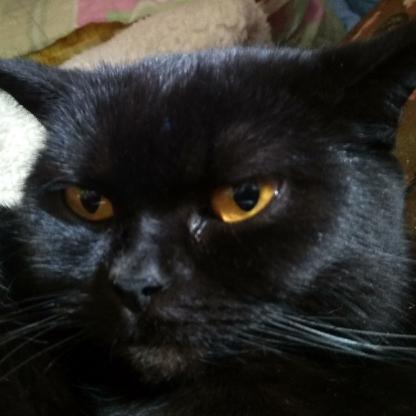 hannshyanns's avatar
