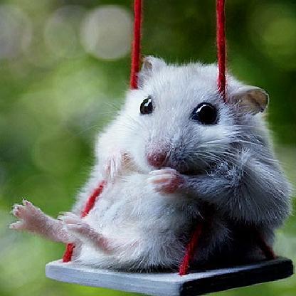 HamsterGirl1979's avatar