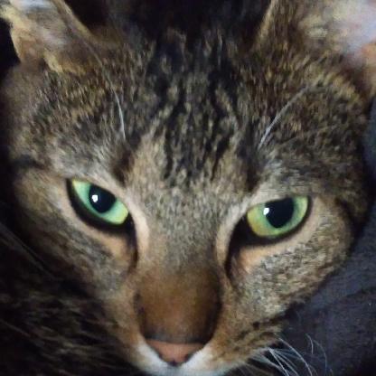 danol18's avatar