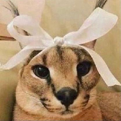Vodquita's avatar