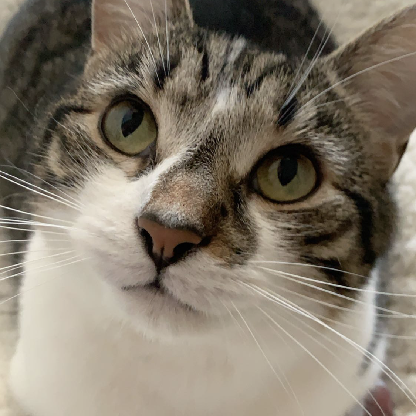 courtneylokah's avatar