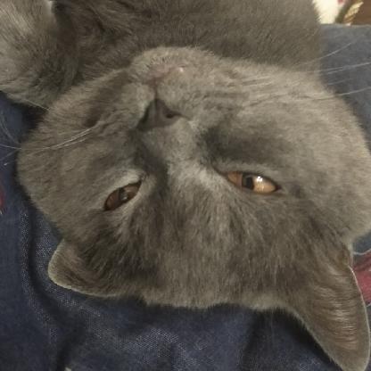 1Begemotik1's avatar