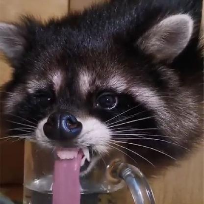 Cricetosauro's avatar