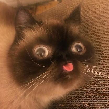 PolskaBrukselka's avatar