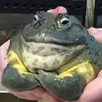 boarstacc's avatar