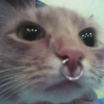 FioTheCat's avatar