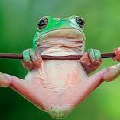 kakadapavirada's avatar