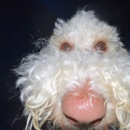 Thicc_Boi1212's avatar