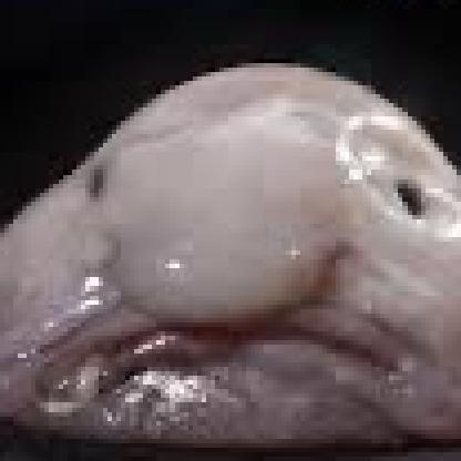 gloomboiiiss's avatar