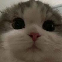 Zhazlt's Avatar