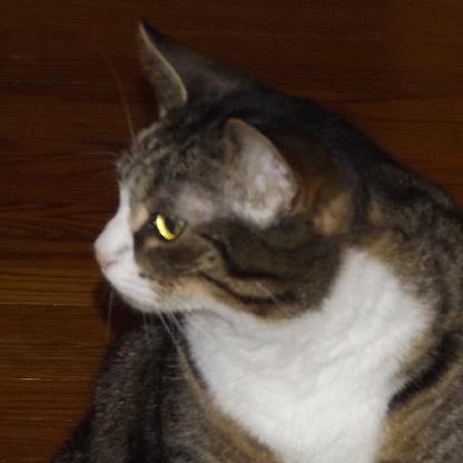 kittykat151617's avatar