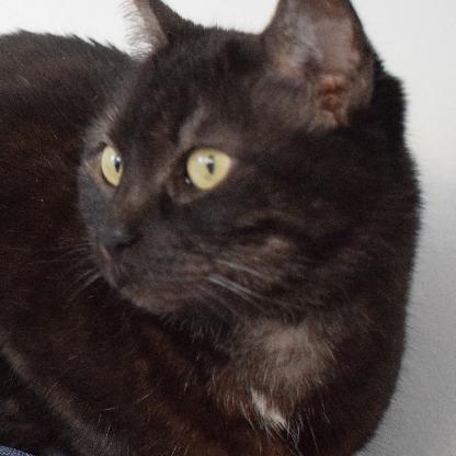 bunniesaremagic's avatar