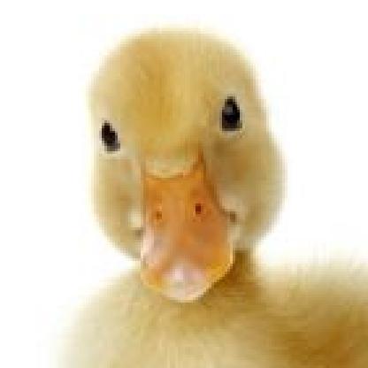 libellule1973's avatar