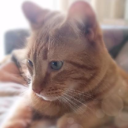 howliepowlie's avatar