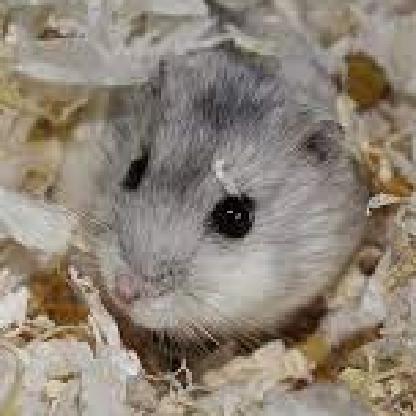 pepperandchive's avatar