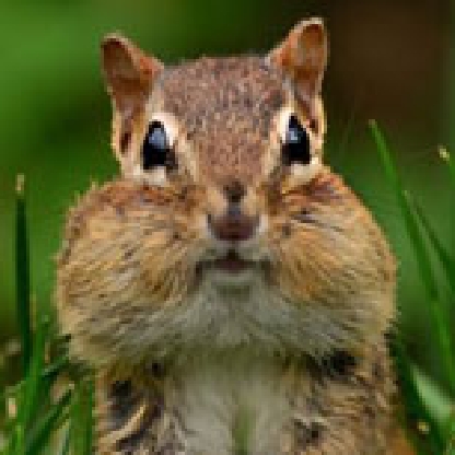 IAM-Thrasher99's avatar