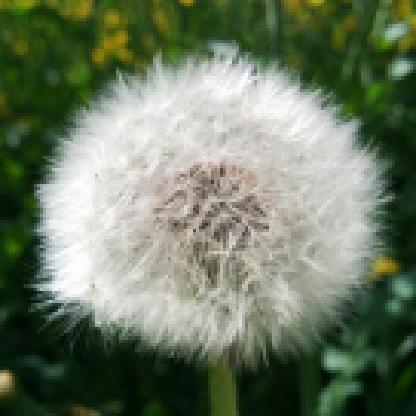 soluslupus74's avatar