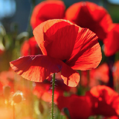 jasmine1628's avatar