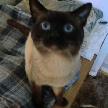 HacksawHenn's avatar