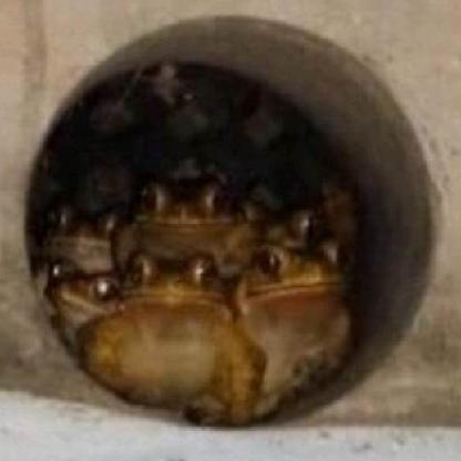 lykanthropy's avatar